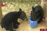 印度两只与母兽失散的小熊获救