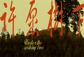 许愿树下