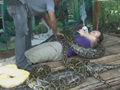 菲律賓：蟒蛇按摩的另類體驗