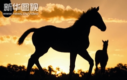 【新华图视】法国人的马背情节