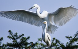 【新华图视】白鹭图