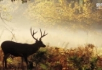 【新华图视】美国首个国家公园