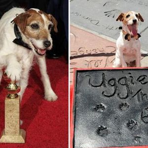 [萌宠有家]&ldquo;奥斯卡最佳小狗&rdquo;病故