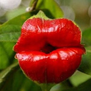 [谈笑风生]非人类奇葩思想 真醉