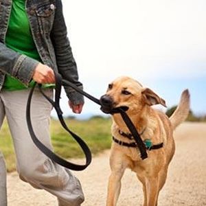 [奇葩一朵朵]遛狗怎么遛？