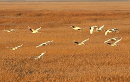 北方大幅降温 白鹤正在南迁