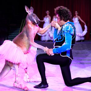 莫斯科国家大马戏团将驻场演出