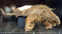 西伯利亚现冰冻万年狮子尸体