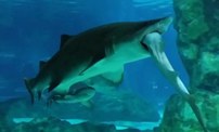 领地之争：韩国水族馆鲨鱼吃鲨鱼