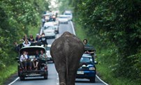 調皮的“造堵者”：泰國大象公路上散步