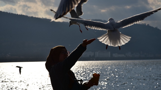 【新华图视】人鸥和谐增添春城魅力