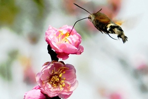 【新华图视】24节气之春分说春