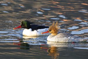 【新华图视】中华秋沙鸭