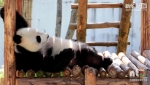 【新華圖視】大熊貓愜意賣萌