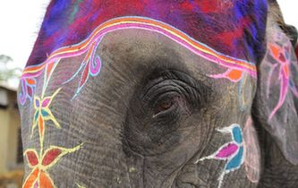 图片直击尼泊尔大象选美比赛：画花纹涂指甲