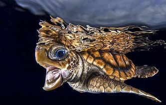 摄影师浮潜拍海龟回家：为重返海洋&ldquo;欢唱&rdquo;