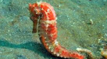 美國加州大學：首次公布新海馬物種畫面