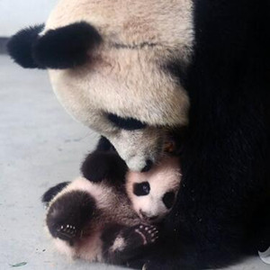 上海大熊猫母女"帼帼""花生"离世