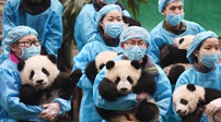 四川成都：23只熊猫宝宝齐聚贺新春