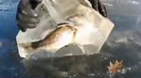 美國：大魚吃小魚 雙雙被冰封