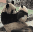 熊猫妈妈360度护食 亲母女也没商量