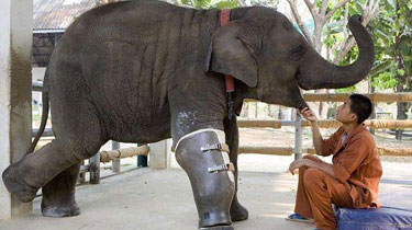 暖心！泰大象誤踩地雷被截肢 裝假肢重獲新生