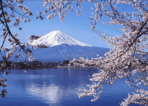 日本樱花开得早盛开晚“预示经济复苏”