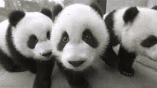 中国大熊猫抵达荷兰 雷嫩市掀起“熊猫热”