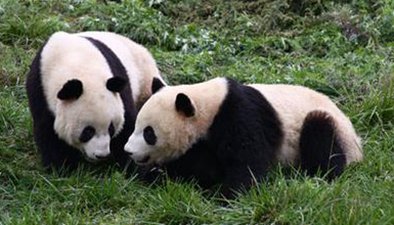卧龙野生大熊猫“圈地恋爱”