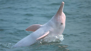 福建：中华白海豚再现泉州湾