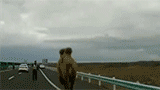 高速路上骆驼跑 交警驱赶保安全