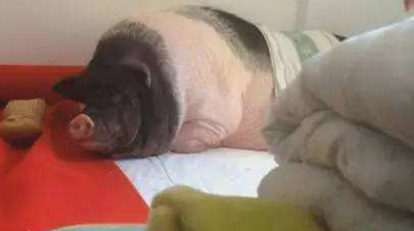 深圳：宠物猪重达400斤 邻居不堪其扰