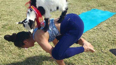 有趣！山羊也能练瑜伽