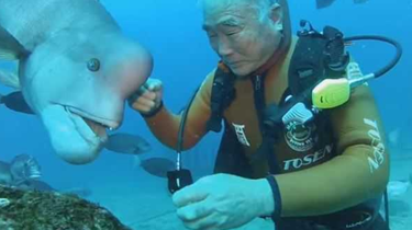 暖心！日本潜水员与海底大鱼“交好”25年 友谊深厚