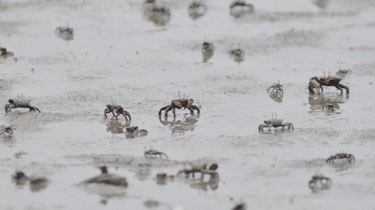 青岛：滩涂上出现螃蟹大军