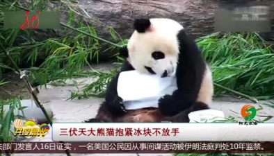 三伏天大熊猫抱紧冰块不放手