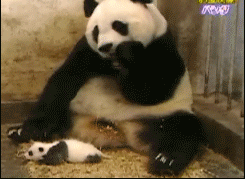 高龄大熊猫产仔刷新生育纪录