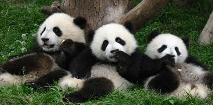 四川：密集产仔 一周内大熊猫添丁4胎6仔