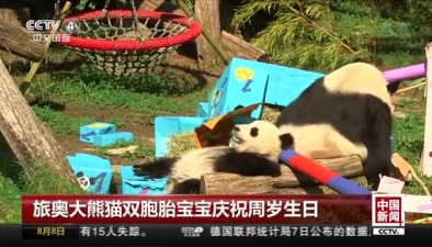 旅奥大熊猫双胞胎宝宝庆祝周岁生日