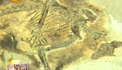 河北发现最原始具有皮翼的滑翔哺乳型动物化石