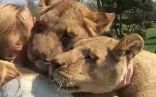 瑞士狮子7年后再见幼时饲养者 紧紧拥抱画面暖心