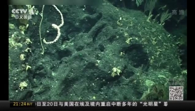 “科學”號探秘卡羅琳海山 發現“珊瑚林”“海綿場”