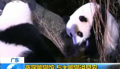 广东：夜宿熊猫馆 与大熊猫说早安