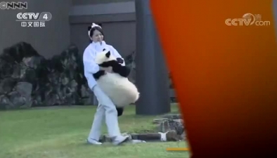 慶生！旅日大熊貓“結濱”迎一歲生日 遊客送祝福