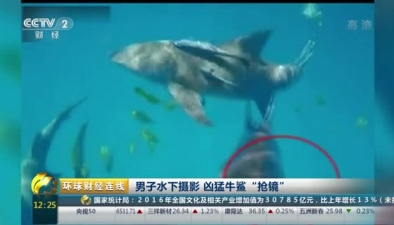 男子水下攝影 兇猛牛鯊“搶鏡”