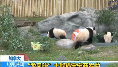 加拿大：&ldquo;龙凤胎&rdquo;大熊猫宝宝两岁啦