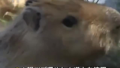 日本：水豚泡溫泉 憨態可掬
