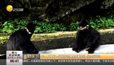 5只人工繁育一级保护动物黑叶猴放归 系全球首次
