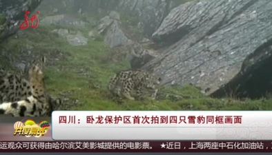 四川：卧龙保护区首次拍到四只雪豹同框画面