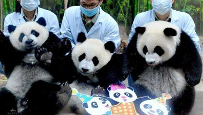 大熊猫三胞胎欢乐多